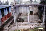 Bear Enclosure is Inadequate - Also, Cage is Located Next to Home
