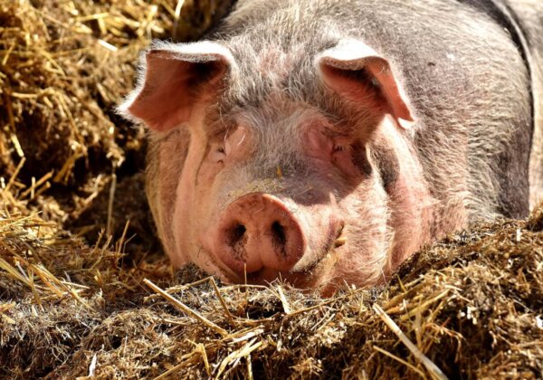 Himachal Pradesh Issues Circular Against Confining Mother Pigs to Crates, Following PETA India Appeal