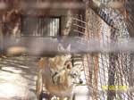 Broken Fence Can Hurt Jackals