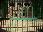 Lion Enclosure is Inappropriate for Lion and Lioness