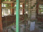 Overcrowded Bird Cage is Inadequate for Birds' Lifestyle