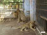 Infected Lion and Lioness