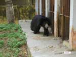 Unattended Bear With Long Nails Paces Back and Forth