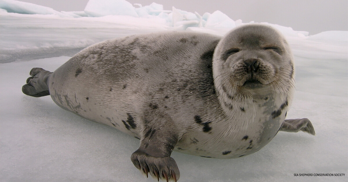 Tell Canada to End Its Shameful Seal Slaughter