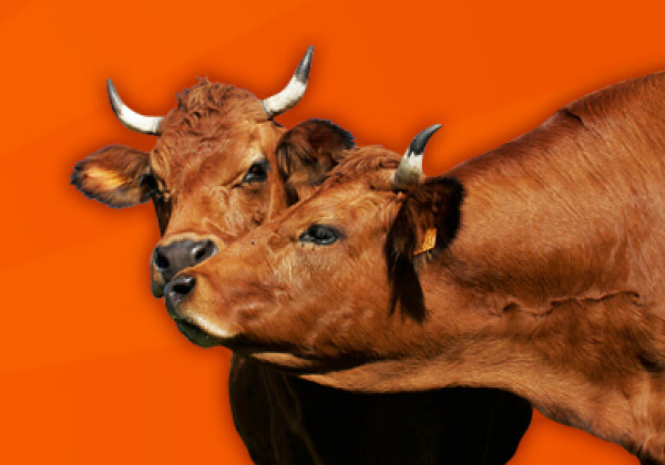 ‘Hug a Vegetarian’ Day!