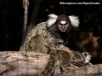 Fantastic Animal Fathers - Blog - PETA India