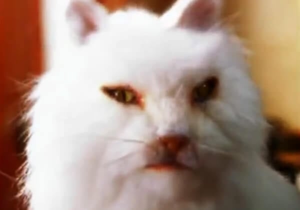 ‘Kitty Porn’ for the Karnataka Assembly