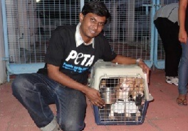 Victory! 70 Beagles Rescued From Tests!