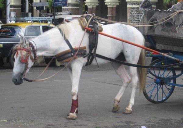 Most Victoria Carriages Illegal