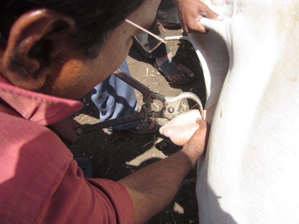 A bull undergoing the common "crushing" method of castration without pain relief