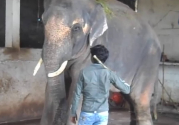 PCCF Fails to Free Young Elephant Sunder