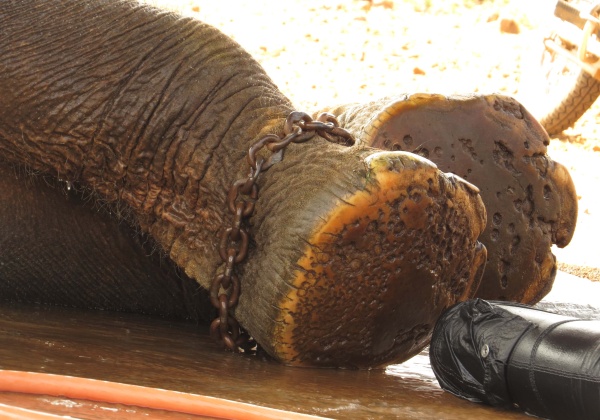 Madhuri Dixit, Dr Nene Want to #FreeSunder