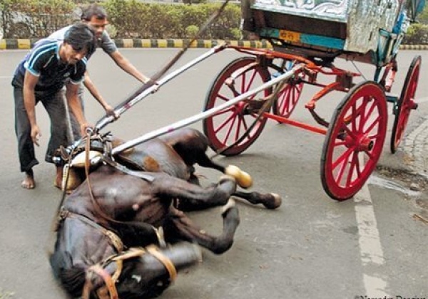 Traffic Police Agree: Ban the Carriages