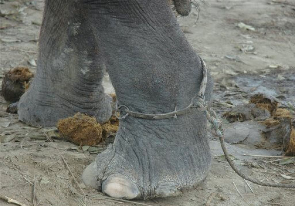 Nepal Elephant-Training Procedures For ‘Joyrides’