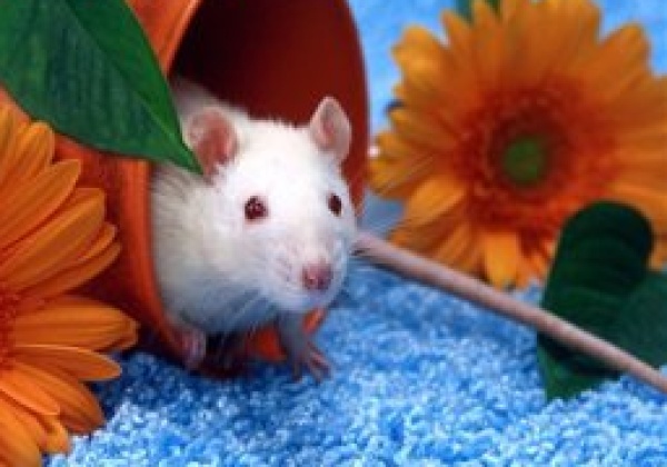 Victory: Rats No Longer Used in CWC Tests