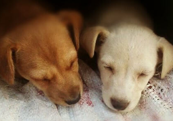 ‘Snap a Stray, Save a Life’ Winners