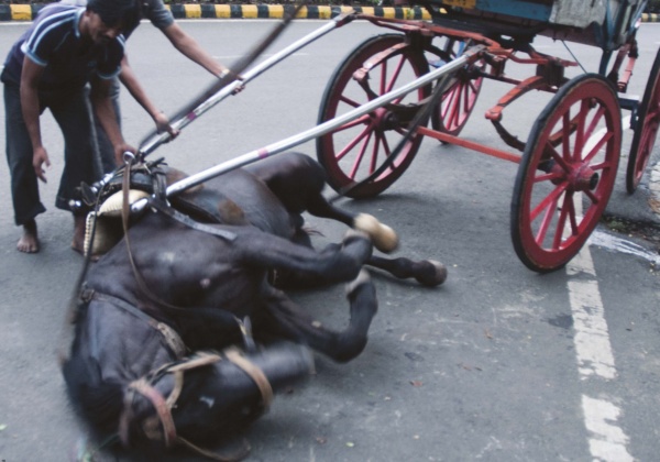PETA Intervenes in Victoria Litigation