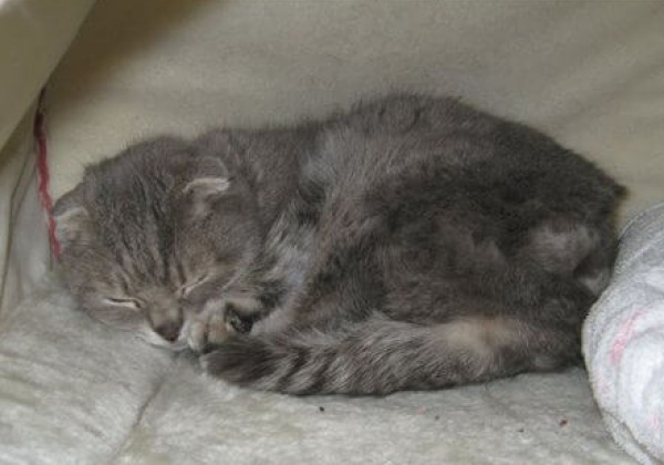 Rescue News Direct From Sendai, Japan