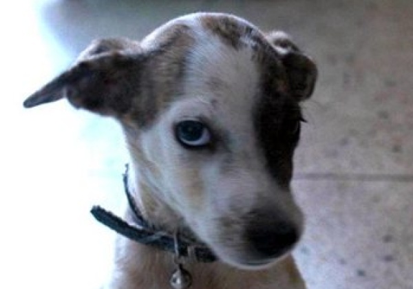 2012 ‘Cutest Indian Dog Alive’ Winners Announced!