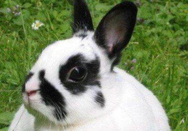Cosmetic Tests on Animals Removed by BIS