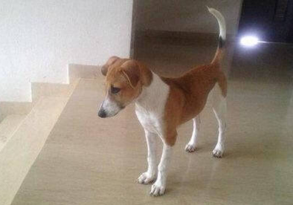 Cricket Star Singh Dhoni Adopts a Desi Dog!