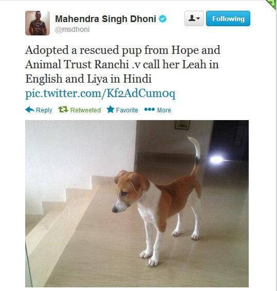 Mahendra Singh Dhoni Adopted Desi Dog Mahendra Singh Dhoni Adopted Desi Dog