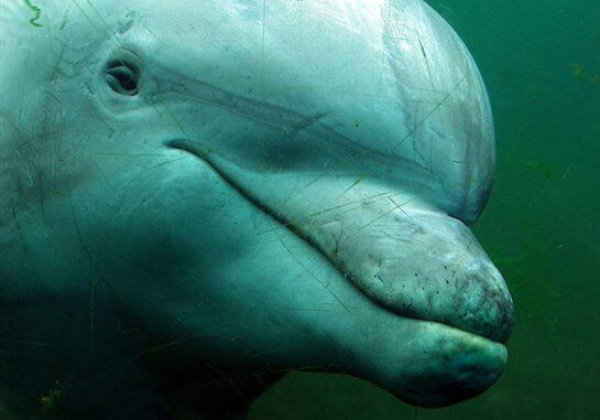 PROGRESS! Ministry to Refuse Dolphinaria