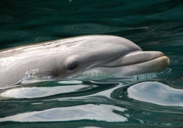 Dolphin Specialist Writes to Maharashtra