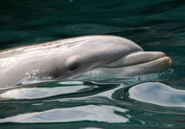 PETA Meets CM to Stop Dolphin Prison