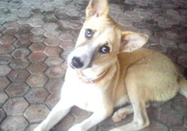 2013 ‘Cutest Indian Dog Alive’ Winners Announced!