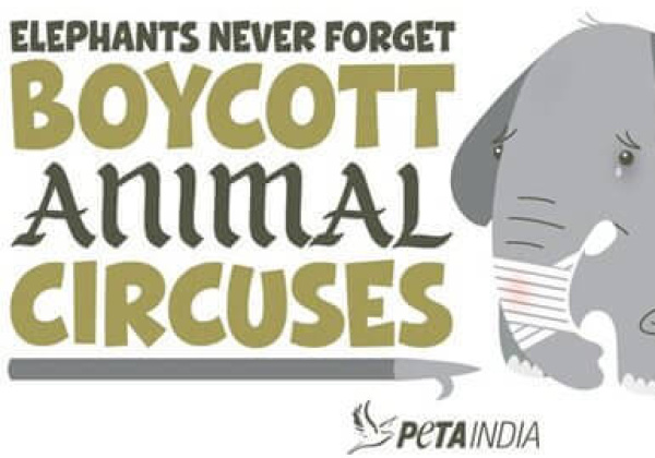 MTV Says Elephants Never Forget!