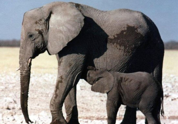 No More Animals in Circuses?