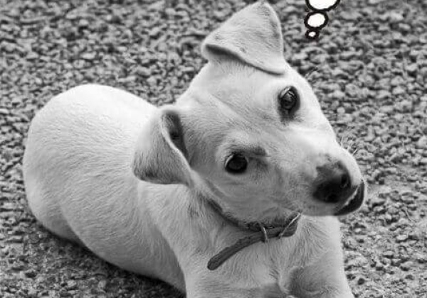 PETA to Accused Cricketers: Fix This!