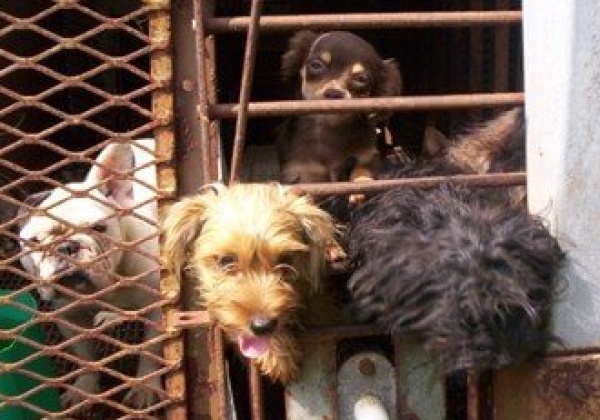 Ireland Bans Puppy Mills