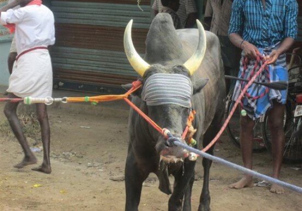 Numerous Arrests at Palamedu Jallikattu
