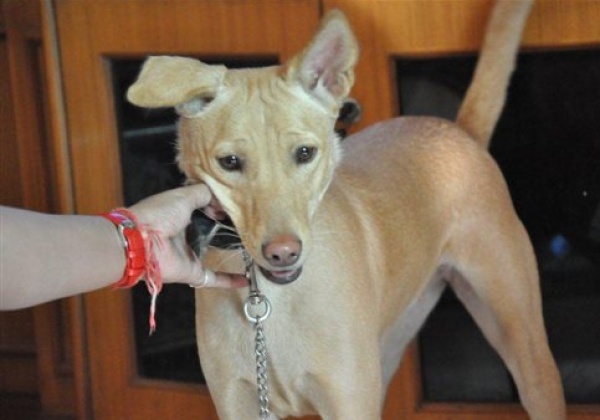 Superheroes (and Their Cute Dogs) Wanted!