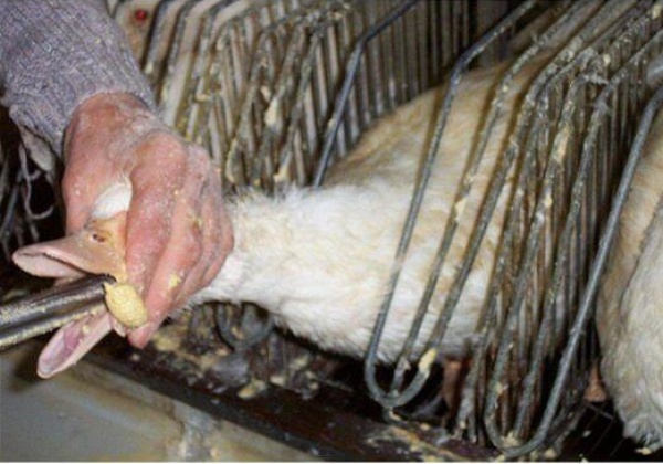 Uri Geller Offers Ewan Venters Psychological Help to Quit Foie Gras