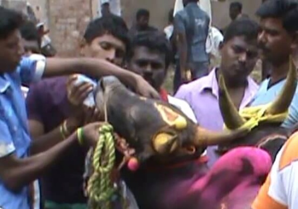 8 FIRS Filed During Avaniapuram Jallikattu