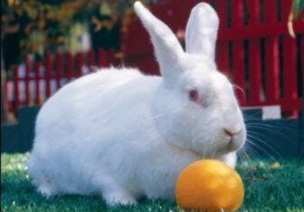 PETA Wins LUSH Prize