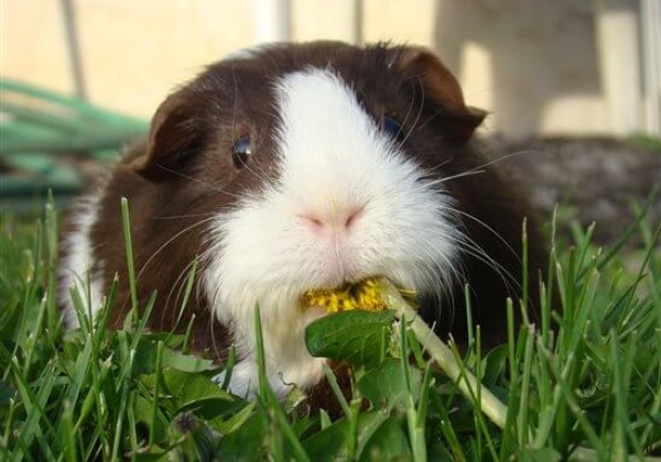 More Animal Tests to be Removed by BIS
