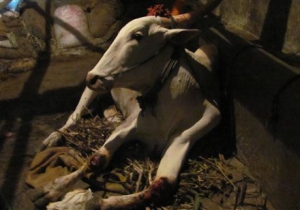PETA Exposes Abuse of Bullocks