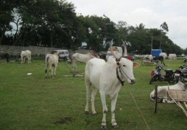 PETA Stops Illegal Bull Races