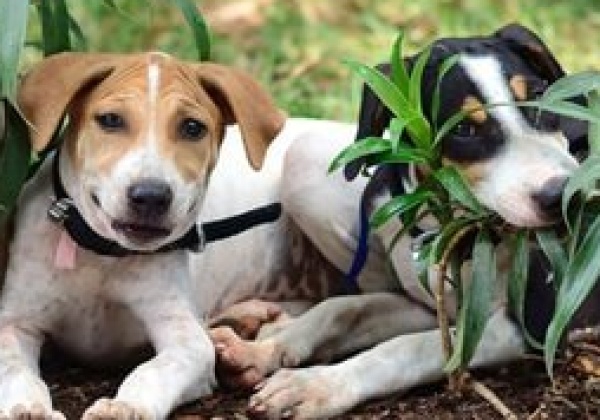 Support the IPL: Indian Puppy League
