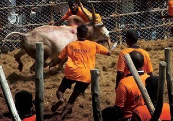 Incredible India or Incredible Cruelty?