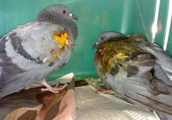Look Out for Your Feathered Friends
