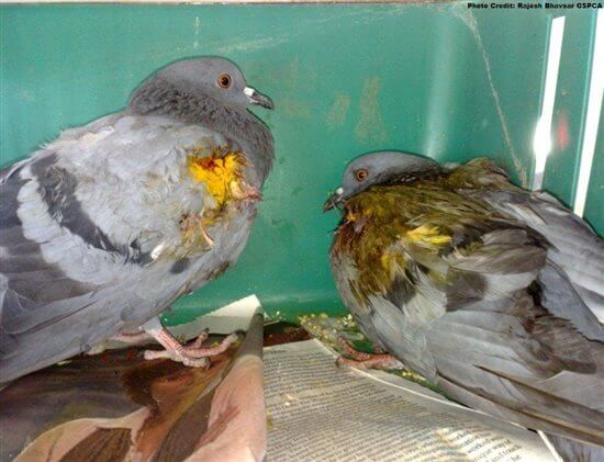 Look Out for Your Feathered Friends - Blog - PETA India