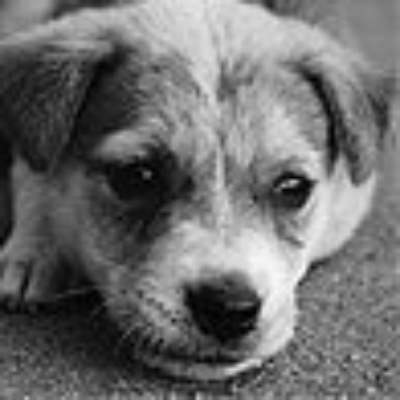 Be a Life-Saver: Adopt an Indian Animal
