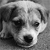 Be a Life-Saver: Adopt an Indian Animal