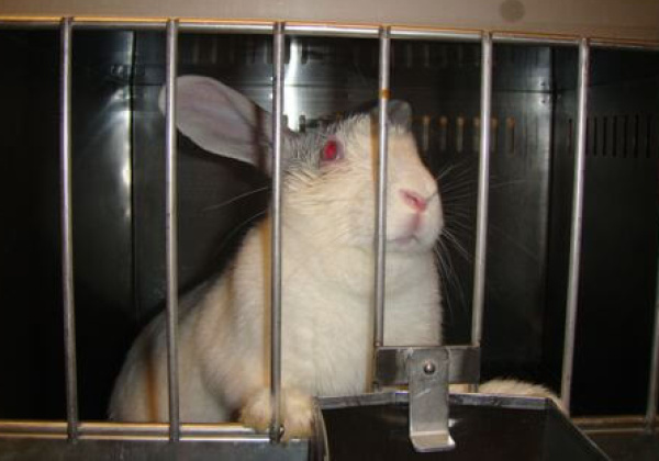 Victory! Lipton Ends Cruel Animal Tests