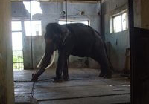 Chained Elephant Free at Last